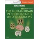 The Human Brain in Photographs and Diagrams: With STUDENT CONSULT Online Access, 4e