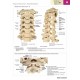 İnsan Anatomisi Atlası