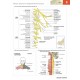 İnsan Anatomisi Atlası