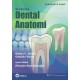 Woelfel Dental Anatomi