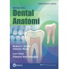 Woelfel Dental Anatomi