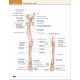 Lippincott Anatomi Atlası