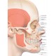 Baş boyun yüz resimli klinik anatomi atlası