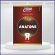2023 - DUS Şampiyonların Notu - Anatomi